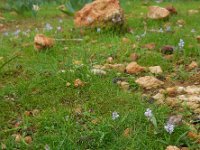 Hyacinthella millingenii 4, Saxifraga-Ed Stikvoort