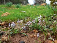 Hyacinthella millingenii 5, Saxifraga-Ed Stikvoort