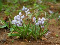 Hyacinthella millingenii 6, Saxifraga-Ed Stikvoort