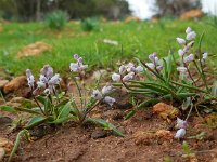 Hyacinthella millingenii 7, Saxifraga-Ed Stikvoort