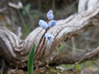 Hyacinthella millingenii 8, Saxifraga-Ed Stikvoort