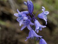 Hyacinthoides hispanica