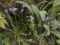 Hyacinthoides hispanica 15, Spaanse hyacint, Saxifraga-Willem van Kruijsbergen