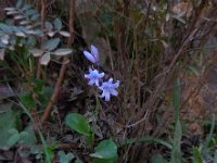Hyacinthoides hispanica 31, Saxifraga-Ed Stikvoort
