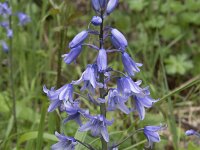 Hyacinthoides hispanica 34, Saxifraga-Willem van Kruijsbergen