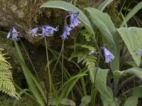 Hyacinthoides hispanica 36, Saxifraga-Willem van Kruijsbergen
