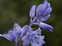 Hyacinthoides hispanica 6, Saxifraga-Jan van der Straaten