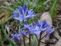 Hyacinthoides mauritanica