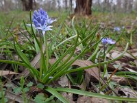 Hyacinthoides mauritanica 2, Saxifraga-Ed Stikvoort