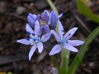 Hyacinthoides mauritanica 3, Saxifraga-Ed Stikvoort