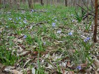 Hyacinthoides mauritanica 4, Saxifraga-Ed Stikvoort