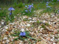 Hyacinthoides mauritanica 5, Saxifraga-Ed Stikvoort