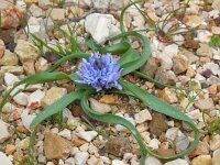 Hyacinthoides mauritanica 6, Saxifraga-Ed Stikvoort