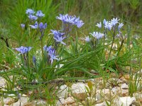 Hyacinthoides mauritanica 7, Saxifraga-Ed Stikvoort