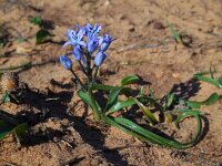 Hyacinthoides mauritanica 8, Saxifraga-Ed Stikvoort