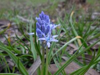 Hyacinthoides mauritanica 9, Saxifraga-Ed Stikvoort