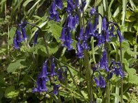 Hyacinthoides non-scripta 11, Wilde hyacint, Saxifraga-Willem van Kruijsbergen