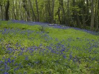 Hyacinthoides non-scripta 12, Wilde hyacint, habitat, Saxifraga-Willem van Kruijsbergen