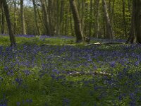 Hyacinthoides non-scripta 13, Wilde hyacint, habitat, Saxifraga-Willem van Kruijsbergen