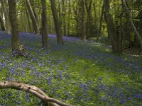 Hyacinthoides non-scripta 18, Wilde hyacint, habitat, Saxifraga-Willem van Kruijsbergen