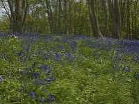 Hyacinthoides non-scripta 20, Wilde hyacint, habitat, Saxifraga-Willem van Kruijsbergen