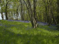 Hyacinthoides non-scripta 22, Wilde hyacint, habitat, Saxifraga-Willem van Kruijsbergen