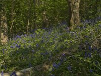Hyacinthoides non-scripta 23, Wilde hyacint, habitat, Saxifraga-Willem van Kruijsbergen