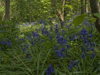 Hyacinthoides non-scripta 26, Wilde hyacint, habitat, Saxifraga-Willem van Kruijsbergen