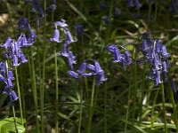 Hyacinthoides non-scripta 28, Wilde hyacint, Saxifraga-Willem van Kruijsbergen