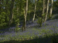Hyacinthoides non-scripta 31, Wilde hyacint, habitat, Saxifraga-Willem van Kruijsbergen