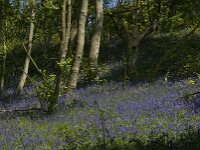 Hyacinthoides non-scripta 32, Wilde hyacint, habitat, Saxifraga-Willem van Kruijsbergen