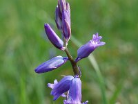 Hyacinthoides non-scripta 34, Wilde hyacint, Saxifraga-Willem van Kruijsbergen