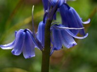 Hyacinthoides non-scripta 39, Wilde hyacint, Saxifraga-Hans Dekker
