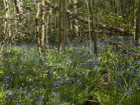 Hyacinthoides non-scripta 41, Wilde hyacint, Saxifraga-Willem van Kruijsbergen