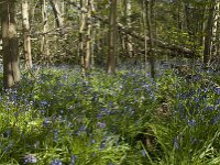 Hyacinthoides non-scripta 42, Wilde hyacint, Saxifraga-Willem van Kruijsbergen
