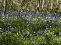 Hyacinthoides non-scripta 44, Wilde hyacint, Saxifraga-Willem van Kruijsbergen