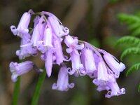 Hyacinthoides non-scripta 46, Wilde hyacint, Saxifraga-Bart Vastenhouw