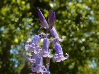 Hyacinthoides non-scripta 48, Wilde hyacint, Saxifraga-Ed Stikvoort : Bruma - Ordes s9900