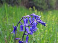Hyacinthoides non-scripta 51, Wilde Hyacint, Saxifraga-Jeroen Willemsen