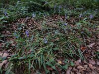 Hyacinthoides non-scripta 53, Wilde hyacint, Saxifraga-Ed Stikvoort : Sigüeiro - Santiago de Compostela A900