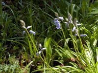 Hyacinthoides non-scripta 56, Wilde Hyacint, Saxifraga-Jan van der Straaten