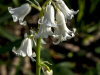 Hyacinthoides non-scripta 57, Wilde Hyacint, Saxifraga-Jan van der Straaten