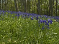 Hyacinthoides non-scripta 6, Wilde hyacint, Saxifraga-Willem van Kruijsbergen