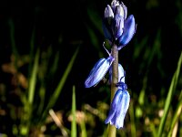 Hyacinthoides non-scripta 60, Wilde Hyacint, Saxifraga-Jan van der Straaten