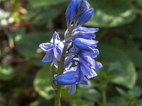 Hyacinthoides non-scripta 61, Wilde Hyacint, Saxifraga-Jan van der Straaten