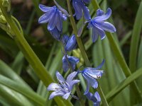 Hyacinthoides non-scripta 66, Wilde Hyacint, Saxifraga-Jan van der Straaten