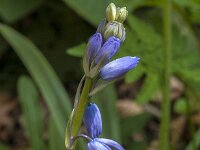 Hyacinthoides non-scripta 67, Wilde Hyacint, Saxifraga-Jan van der Straaten
