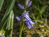 Hyacinthoides non-scripta 68, Wilde Hyacint, Saxifraga-Jan van der Straaten