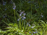 Hyacinthoides non-scripta 73, Wilde Hyacint, Saxifraga-Jan van der Straaten