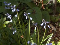 Hyacinthoides non-scripta 74, Wilde Hyacint, Saxifraga-Jan van der Straaten
